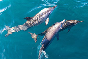 Dolphin Watching in Kalpitiya